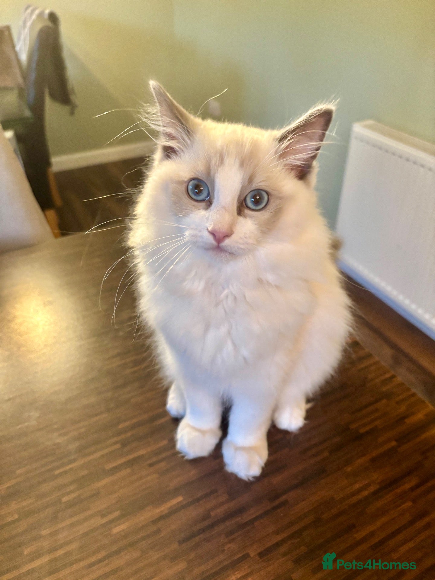 Ragdoll cats RAGDOLL KITTEN *VACCINATED & FREE INSURANCE* - Advert 7