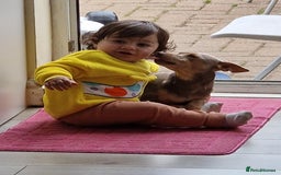 Jack Russell dogs for sale: Jack Russell's from Muchwenlock line - Image 7