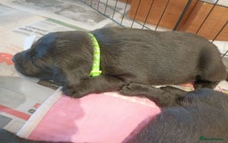 Labrador Retriever dogs for sale: Labrador Puppies  - Image 10