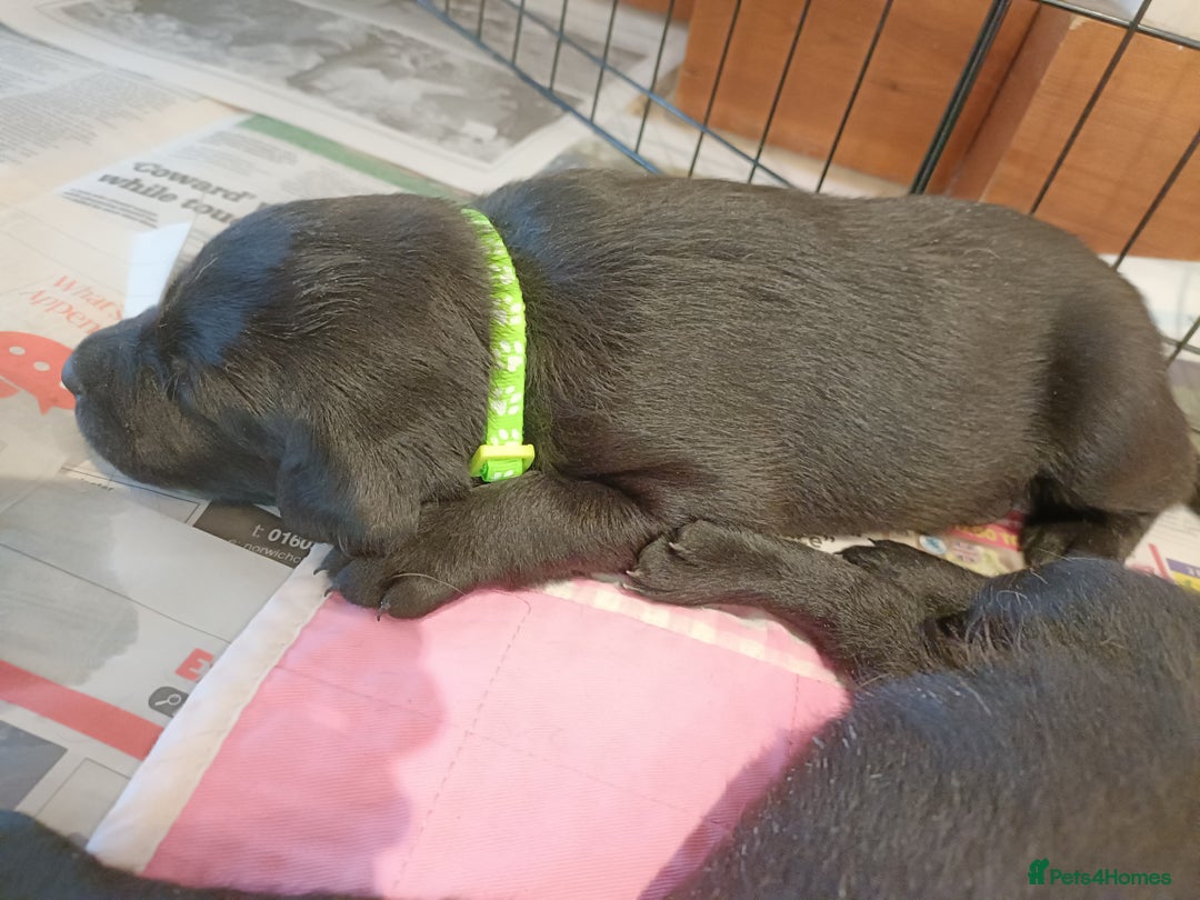 Labrador Retriever dogs for sale: Labrador Puppies  - Image 10