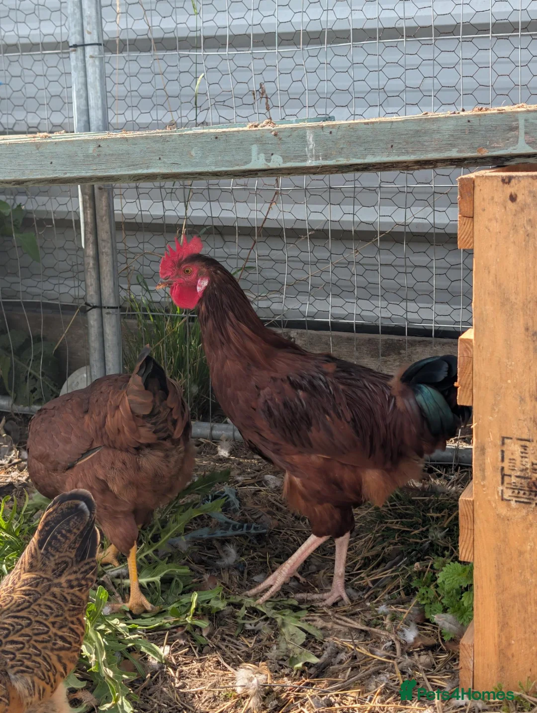 Chickens poultry for sale: Free Roosters  in Rotherham - Advert 9