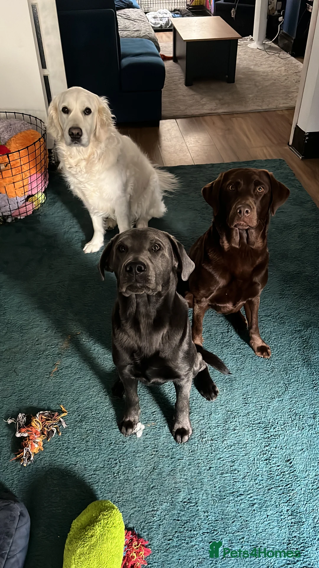 Labrador Retriever dogs for stud: Charcoal Labrador For Stud - Advert 13