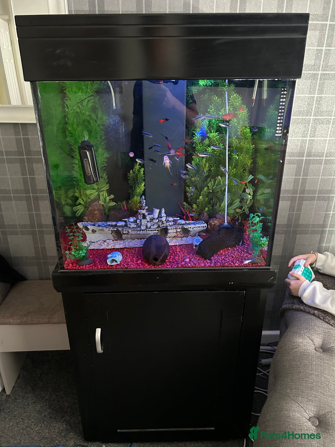 Sharks fish for sale: Tropical fish tank  - Image 1
