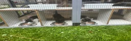 Mixed Breed cats for sale: 3 male kittens - Advert 6