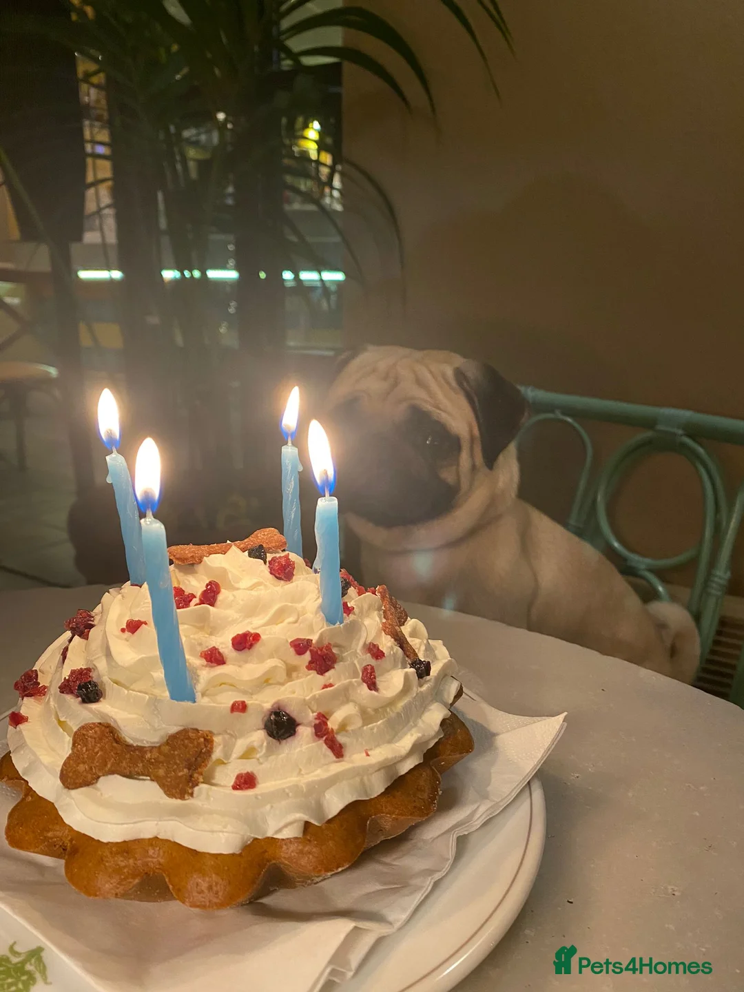 Pug dogs for stud: Pug / 5 generation pedigree male for stud - Advert 5