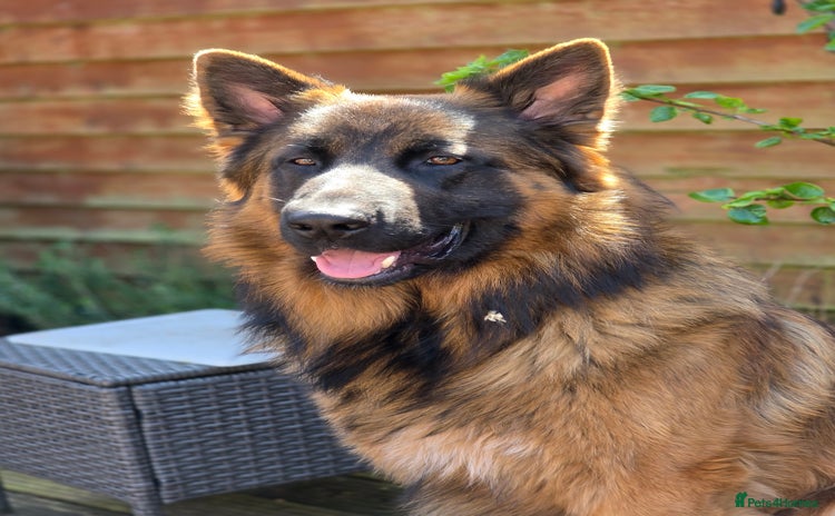 German Shepherd dogs - Advert 15