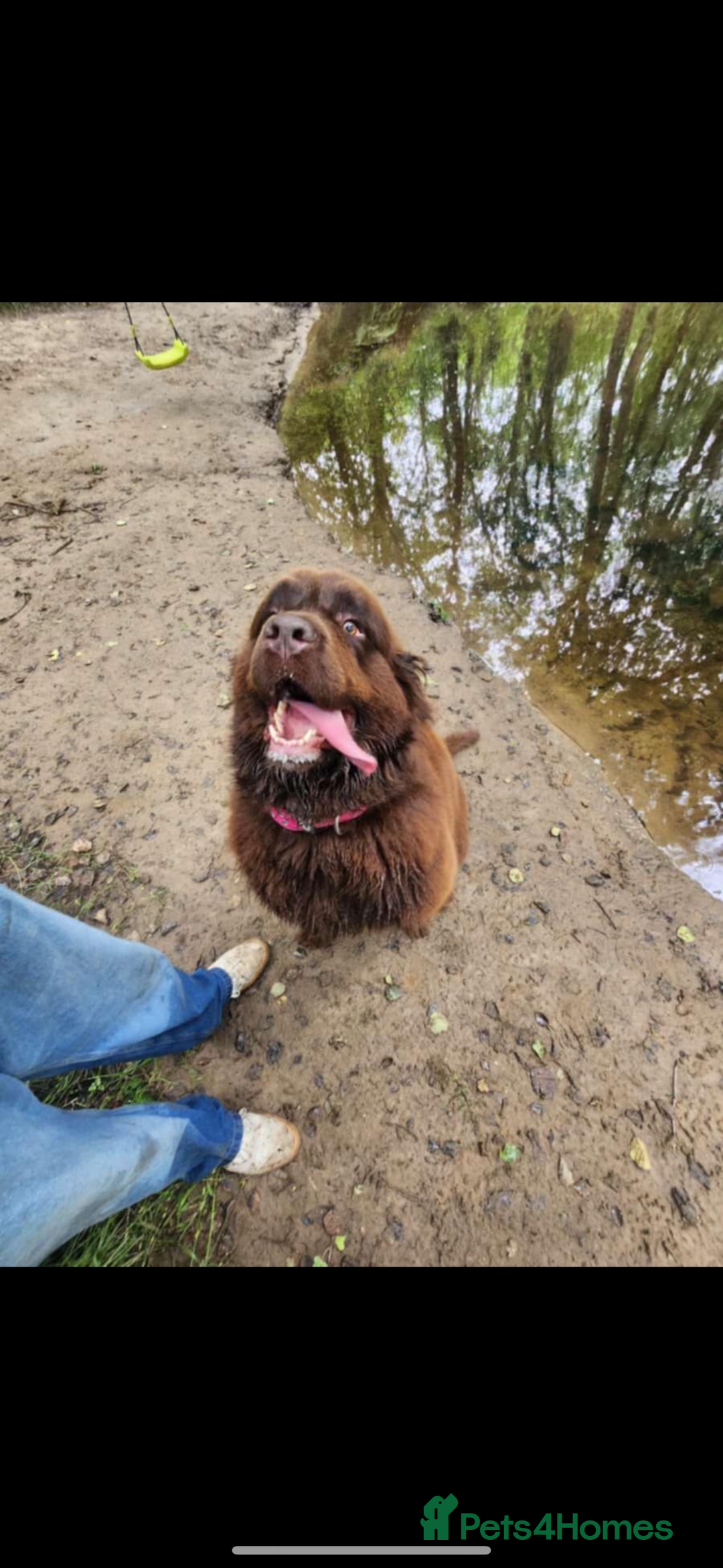 Newfoundland dogs for sale: Newfoundland puppies - Image 24