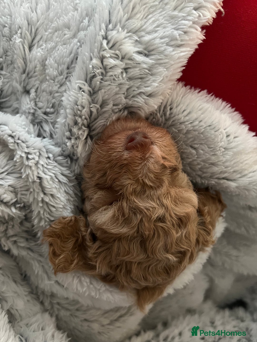 Cockapoo dogs for sale: Cockapoos for sale.  - Advert 27