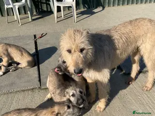 Irish Wolfhound dogs Exquisite KC registered Irish Wolfhound litter - Advert 3
