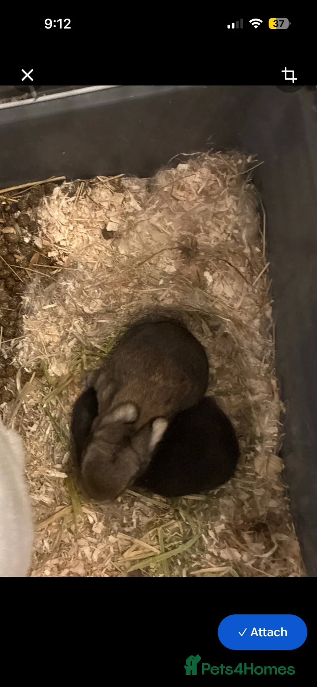 Mini Lop rabbits for sale: Baby rabbits  in York - Advert 4