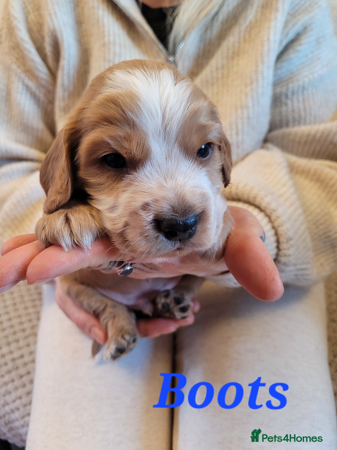 Cocker Spaniel dogs for sale: Gorgeous litter of cocker spaniels - Advert 17