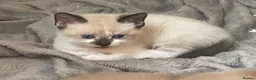Mixed Breed cats for sale: Adorable fluffy ragdoll x kittens - Advert 10