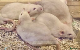 Rat rodents for sale: Very friendly baby rats, including dumbo Siamese  - Image 12