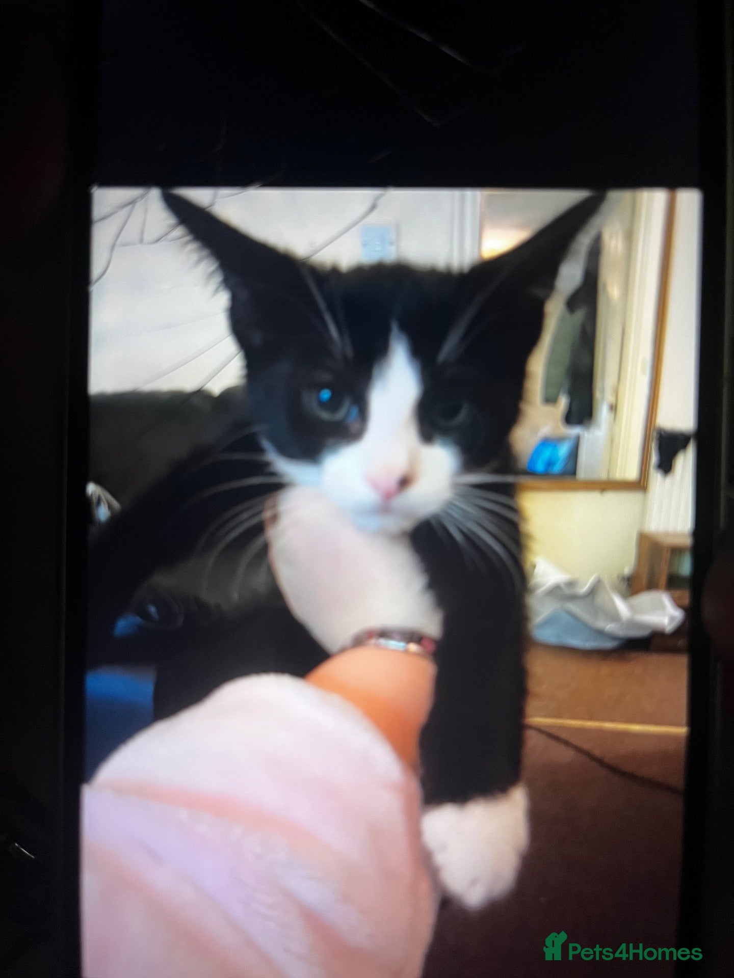 Mixed Breed cats Male kitten for sale £30 - Advert 13