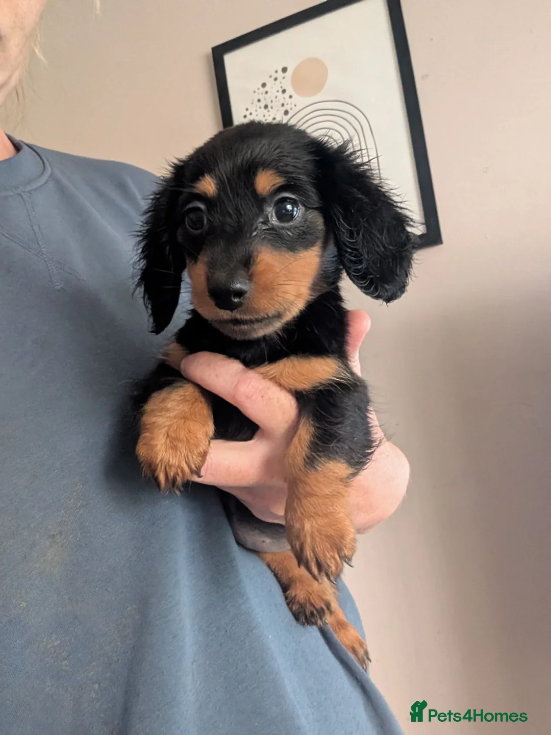 Miniature Dachshund dogs for sale: 3 beautiful black and tan miniature daschund  - Advert 2
