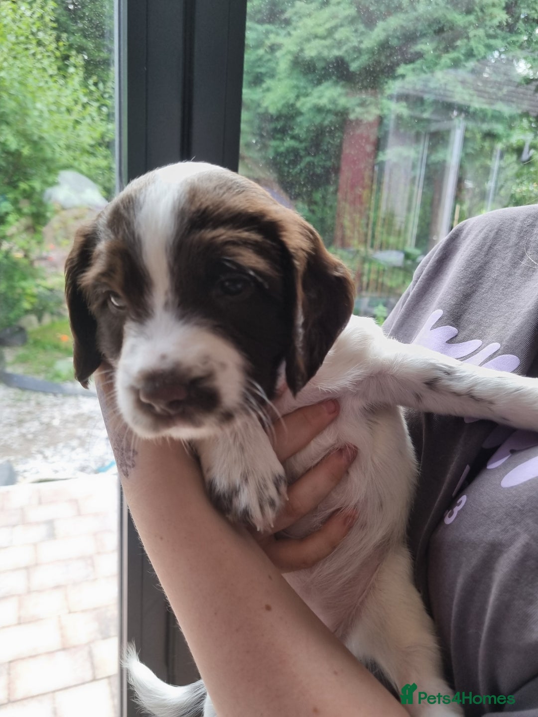 English Springer Spaniel dogs for sale: English springer spaniel puppies  - Image 2