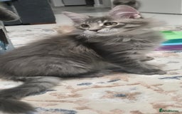 Maine Coon cats for sale: Maine Coon Glasgow AVAILABLE  - Image 33