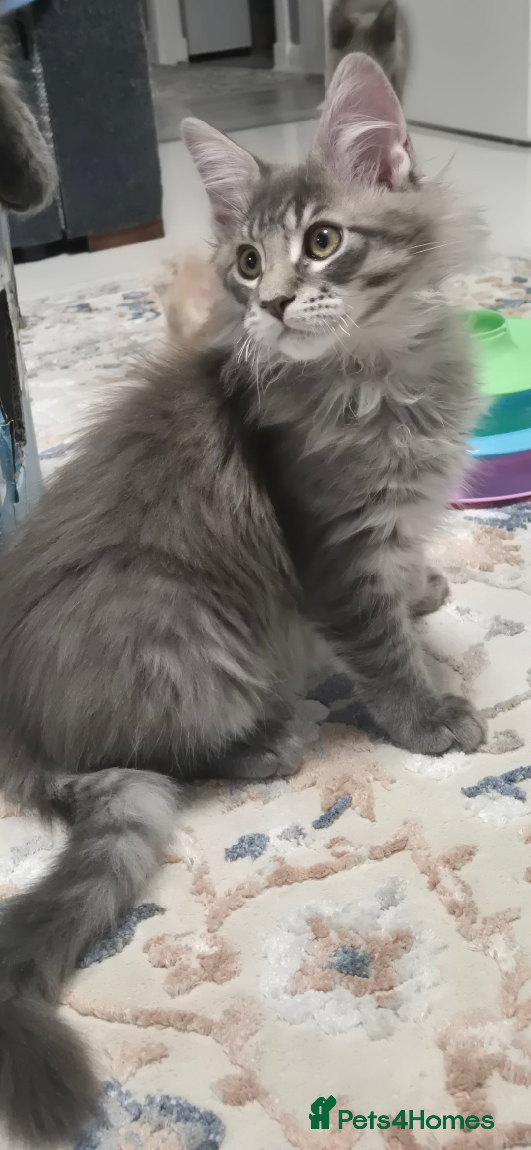 Maine Coon cats for sale: Maine Coon Glasgow AVAILABLE  - Image 33