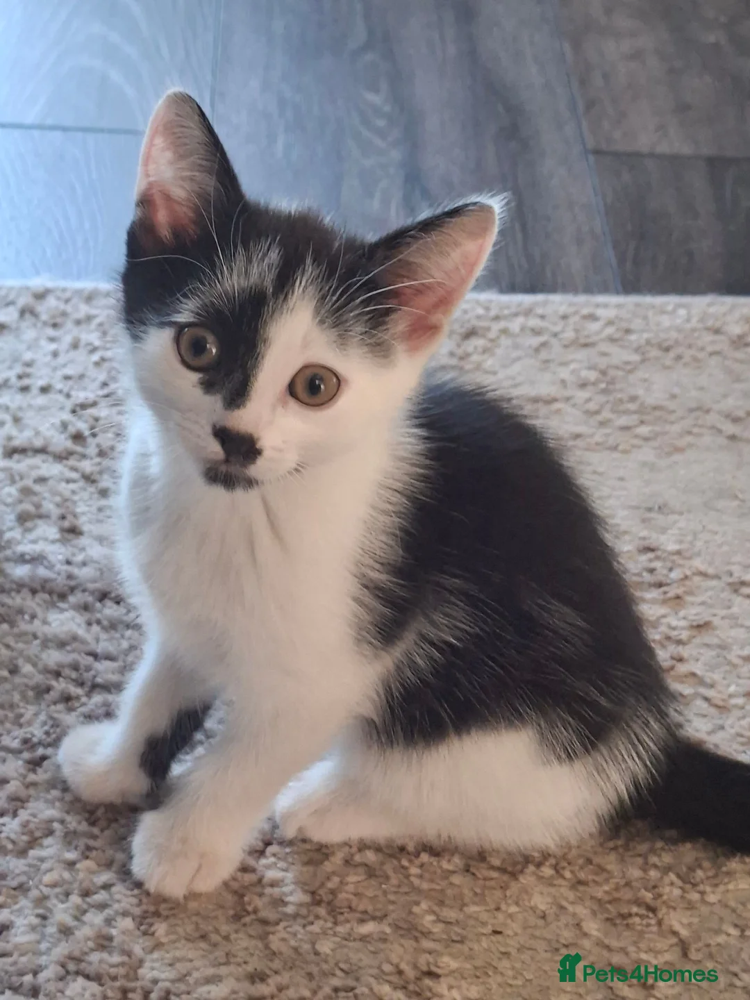 Mixed Breed cats for sale: 1 male 1 female kitten in Runcorn - Advert 1