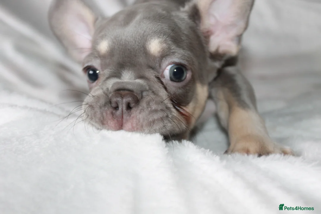 French Bulldog dogs for sale: RARE-NEW SHADE ROJO or LILAC FRENCHIES KC REG - Advert 8