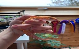 Leopard Gecko reptiles for sale: 2024 super sonic rainwater male leopard gecko - Image 7