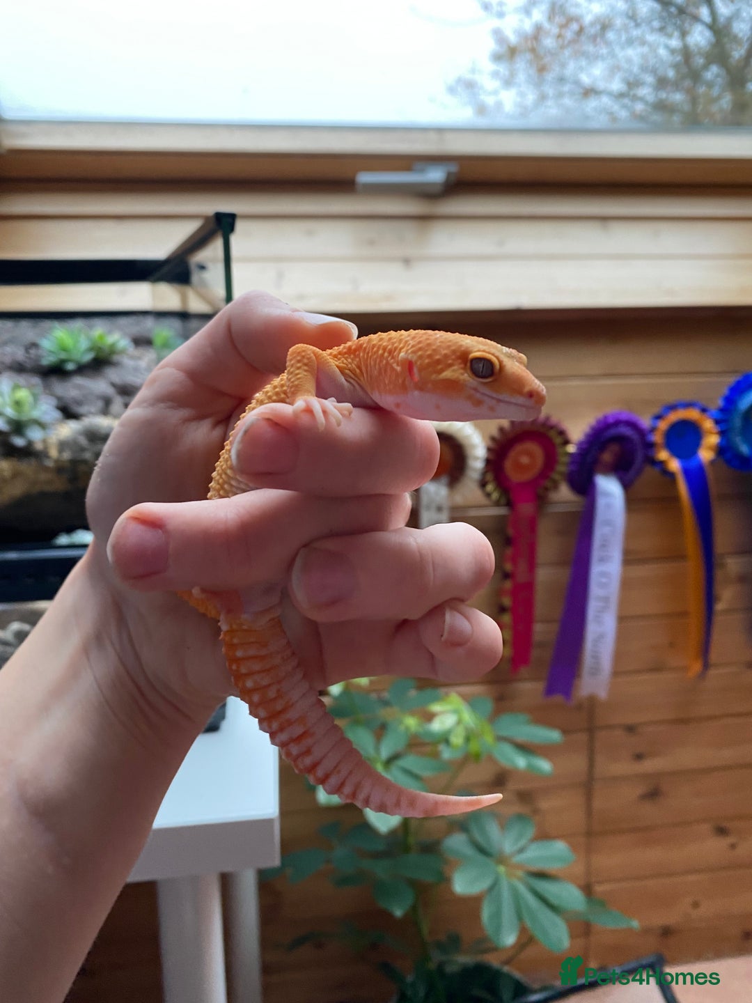 Leopard Gecko reptiles for sale: 2024 super sonic rainwater male leopard gecko - Image 7