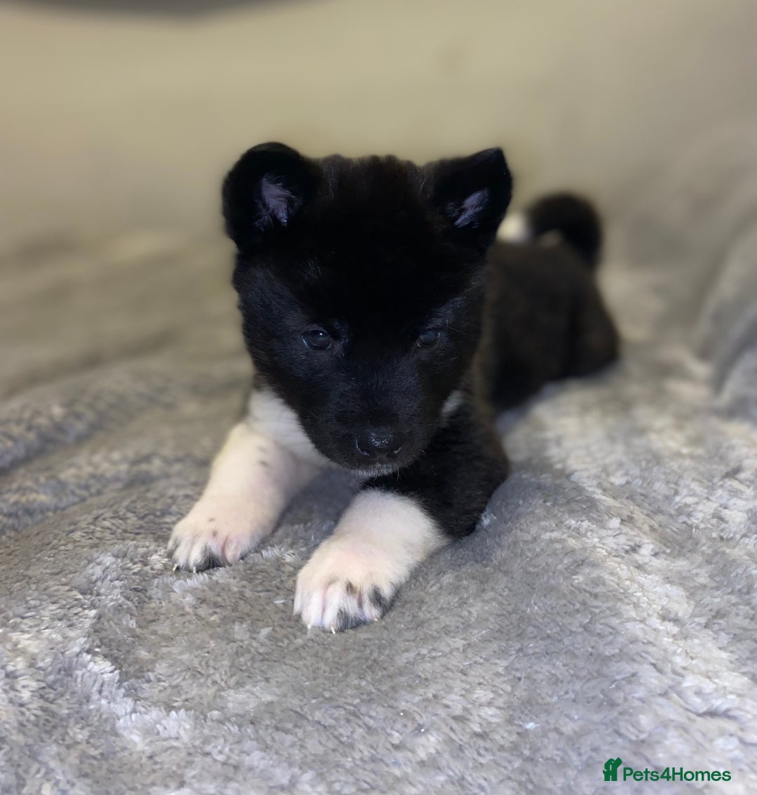 Akita dogs for sale: Beautiful American Akita Puppies 9 Boys 3 Females  - Advert 32