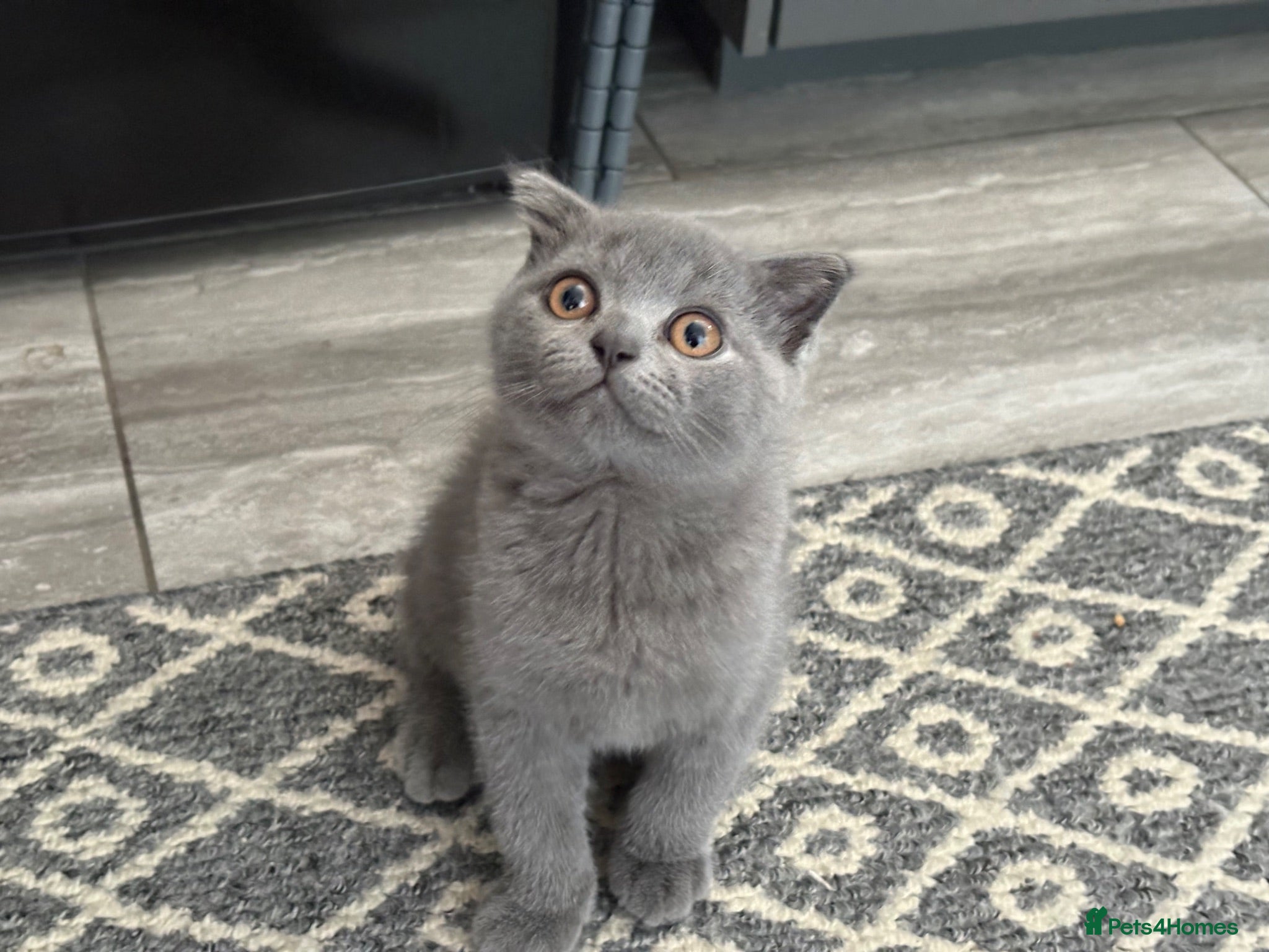 Scottish Fold cats Playful fluffy Scottish fold - Advert 8
