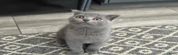 Scottish Fold cats for sale: Playful fluffy Scottish fold - Advert 5
