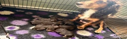 Cockapoo dogs for sale: Beautiful choc tan phantom cockapoos  - Advert 4