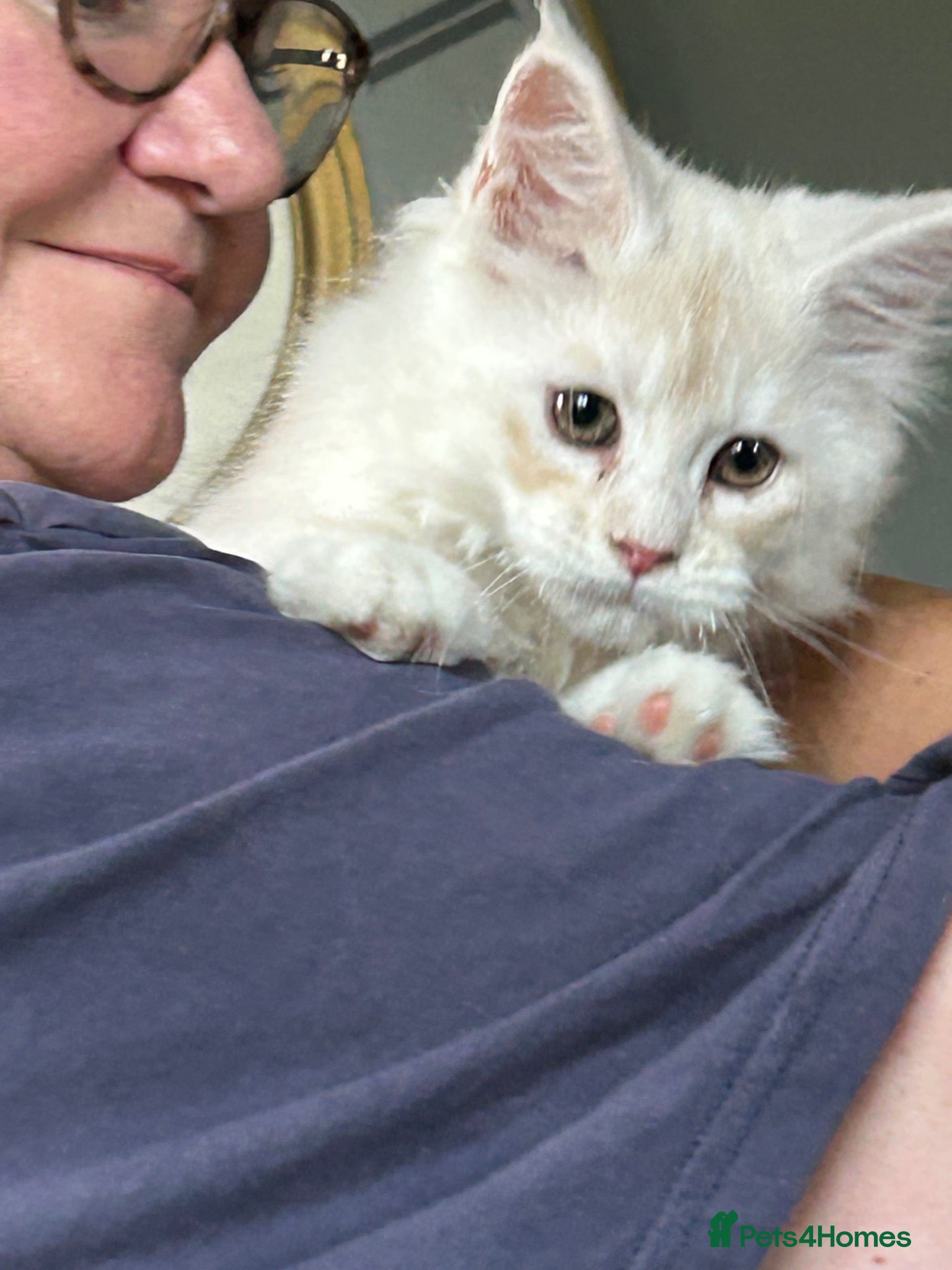Maine Coon cats Stunning Maine Coon babies - Advert 1