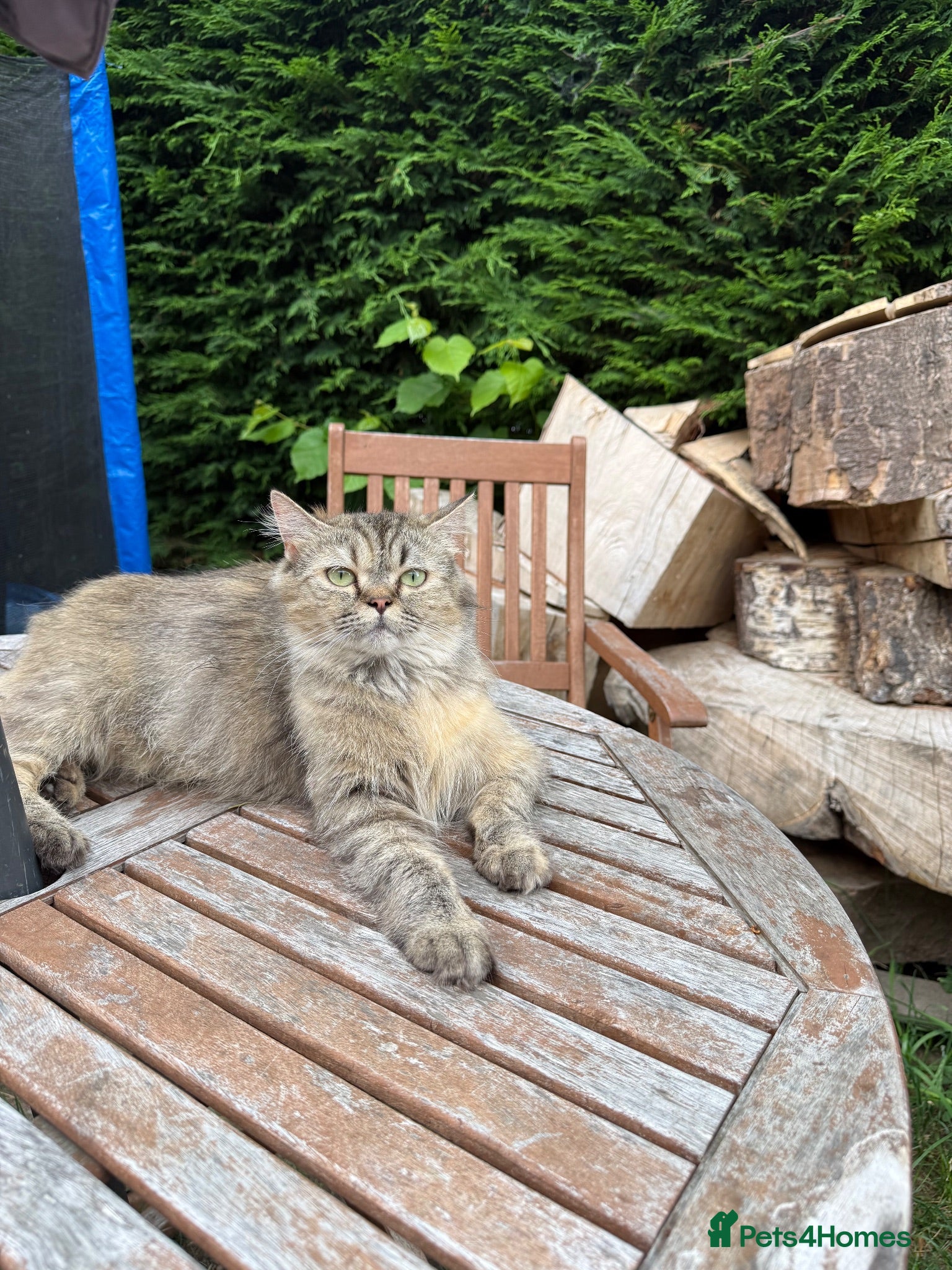 Persian cats 9 Beautiful Kittens For Sale - Advert 8