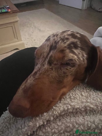 Miniature Dachshund dogs - Advert 14