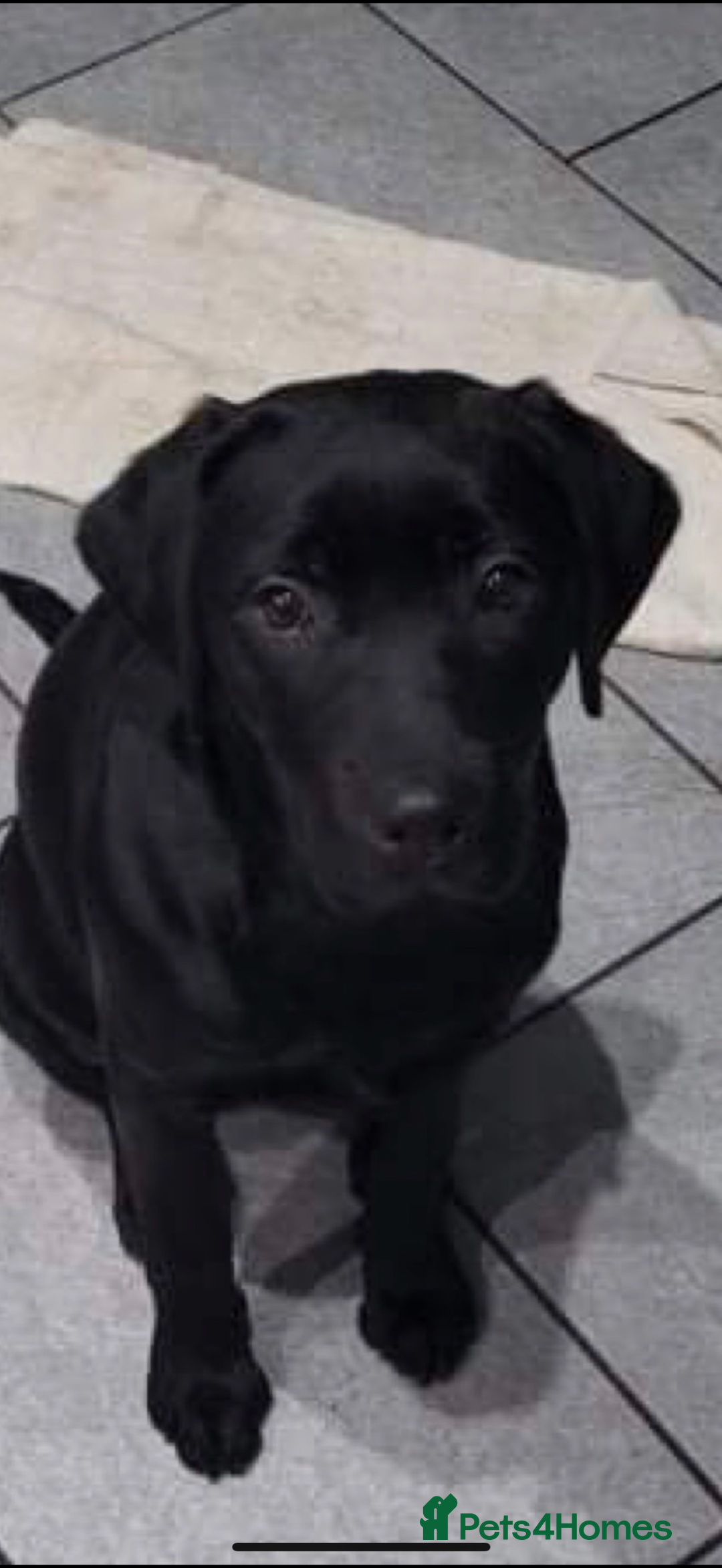 Labrador Retriever dogs for sale: Labrador puppies   - Advert 2