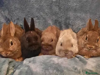 Netherland Dwarf rabbits Six Litters Of Netherland Dwarf Babies - Advert 10