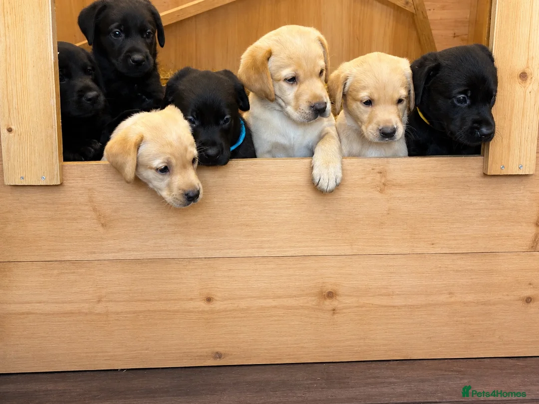 Labrador Retriever dogs for sale: *One black boy remaining* Labrador Puppies  - Advert 1