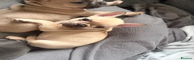 French Bulldog 2
