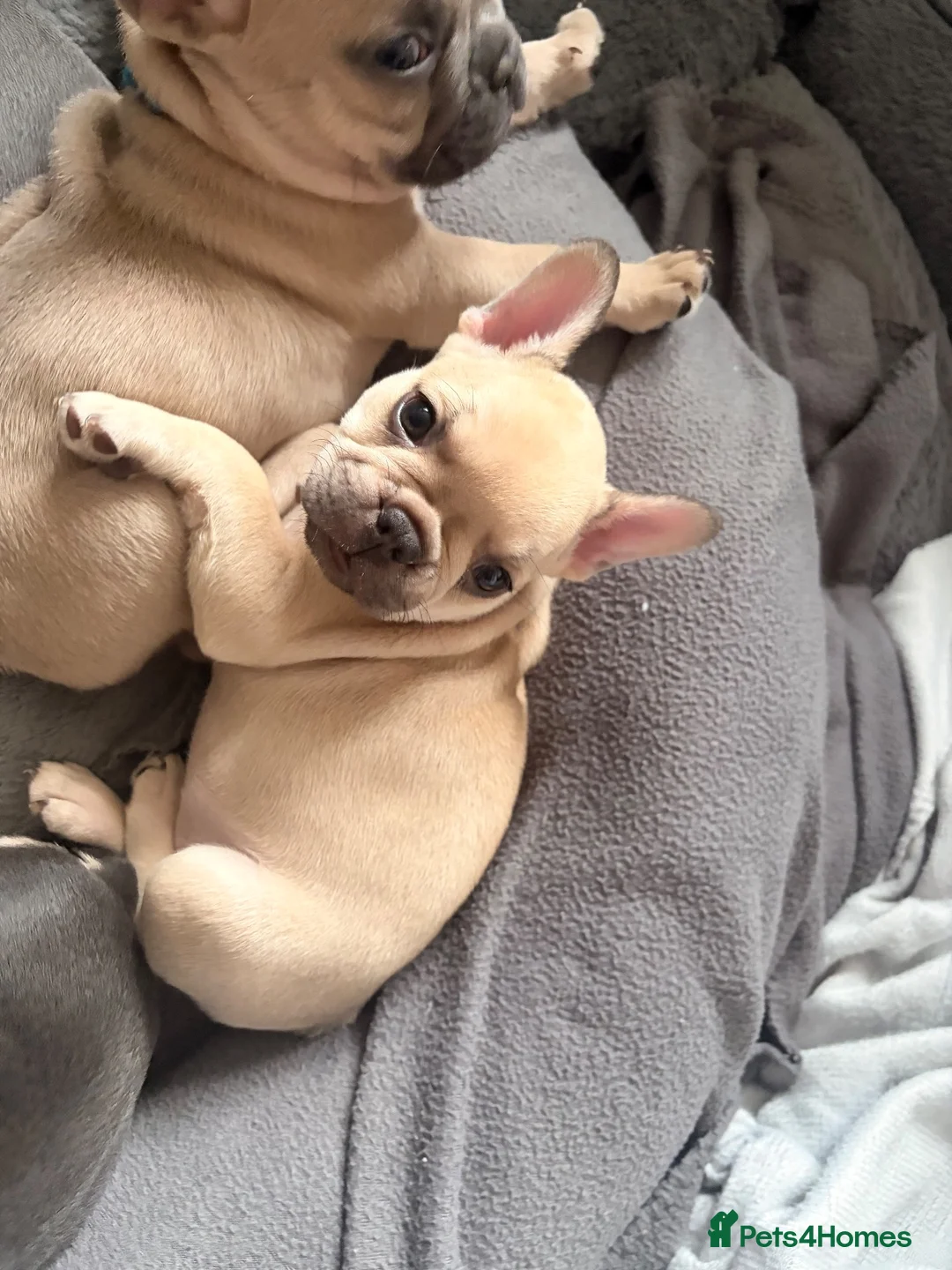 French Bulldog dogs for sale: 🐾 French Bulldog Puppies – ready for new homes 🐾 in Crawley - Advert 24