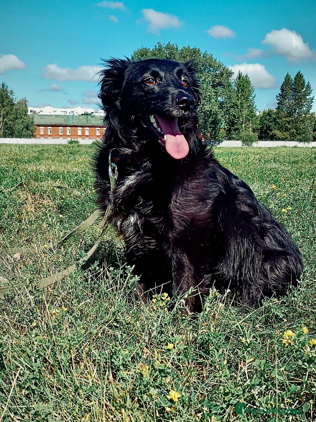 Border Collie dogs for adoption:  SOFIA – Female Border Collie - Advert 6