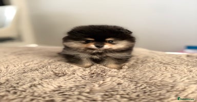 Pomeranian dogs KC Black&Tan Pom puppies stunning 🤩 🧡🖤 - Advert 1