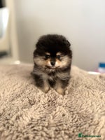 Pomeranian dogs KC Black&Tan Pom puppies stunning 🤩 🧡🖤 - Advert 3