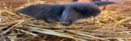 Mini Lop rabbits for sale: Gorgeous pure Mini lops and mini lion lops  - Advert 7