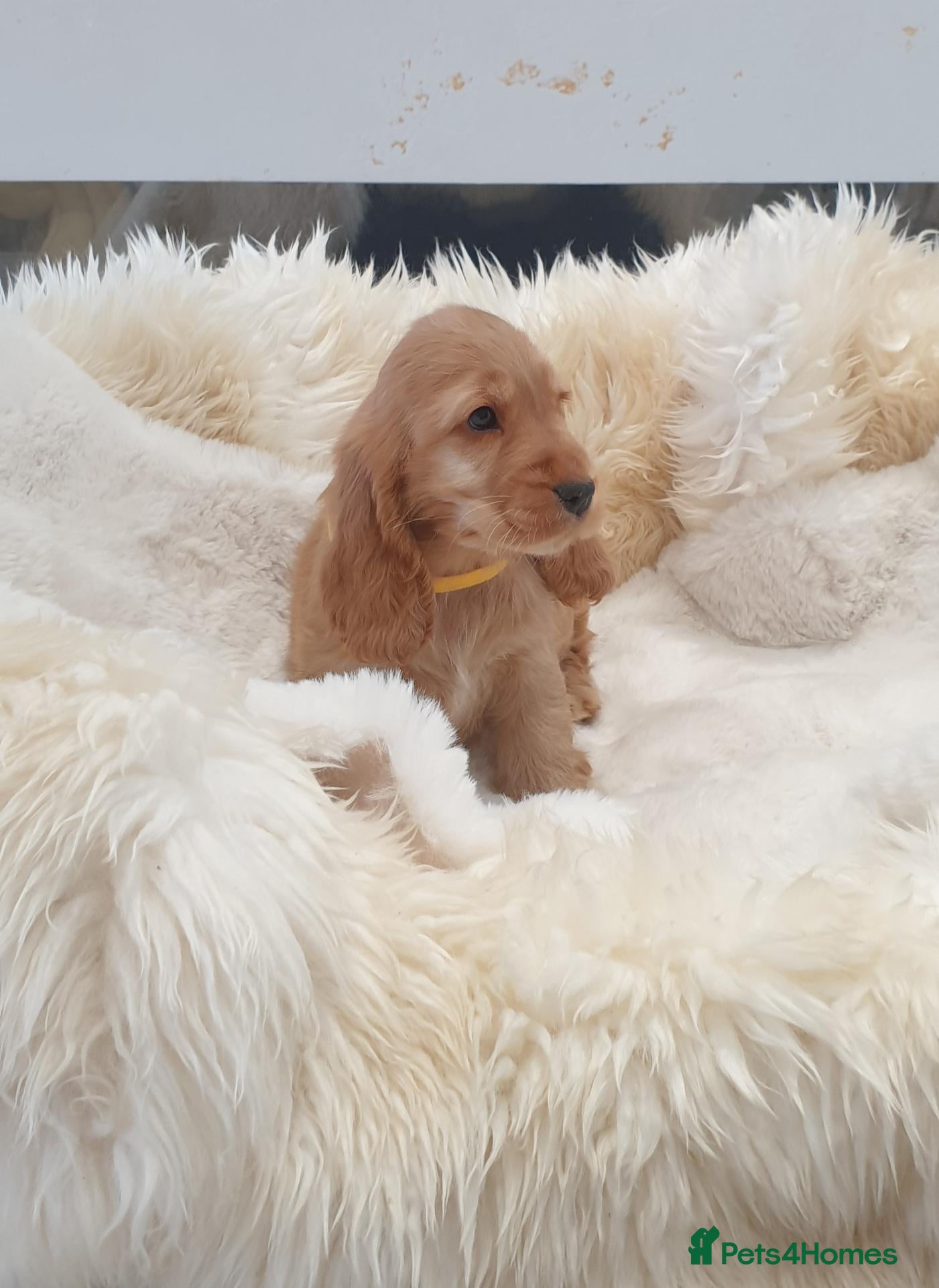 Cocker Spaniel dogs Show line K.C Cocker Spaniel Puppies  - Advert 2