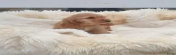 Cocker Spaniel dogs for sale: Show line K.C Cocker Spaniel Puppies  - Advert 2