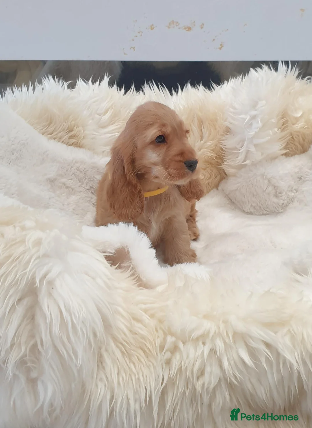Cocker Spaniel dogs for sale: Show line K.C Cocker Spaniel Puppies  - Advert 2