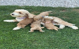 Cockapoo dogs for sale: Stunning F1b pups now available. - Image 8