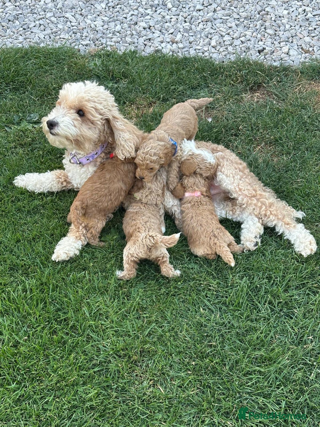 Cockapoo dogs for sale: Stunning F1b pups now available. - Image 8