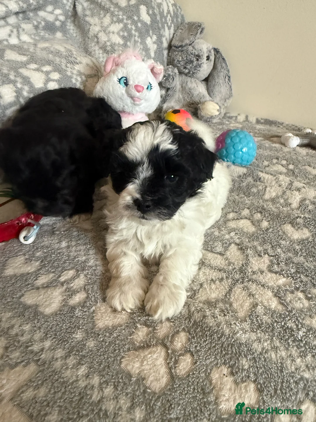 Maltipoo dogs for sale: Exceptional Genuine F1 Maltipoo puppies  - Advert 5