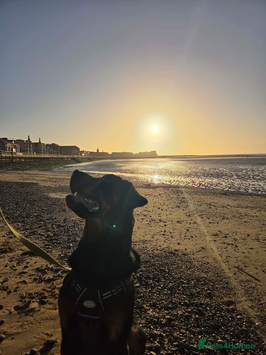 Rottweiler dogs for adoption: Kakarot - Advert 14