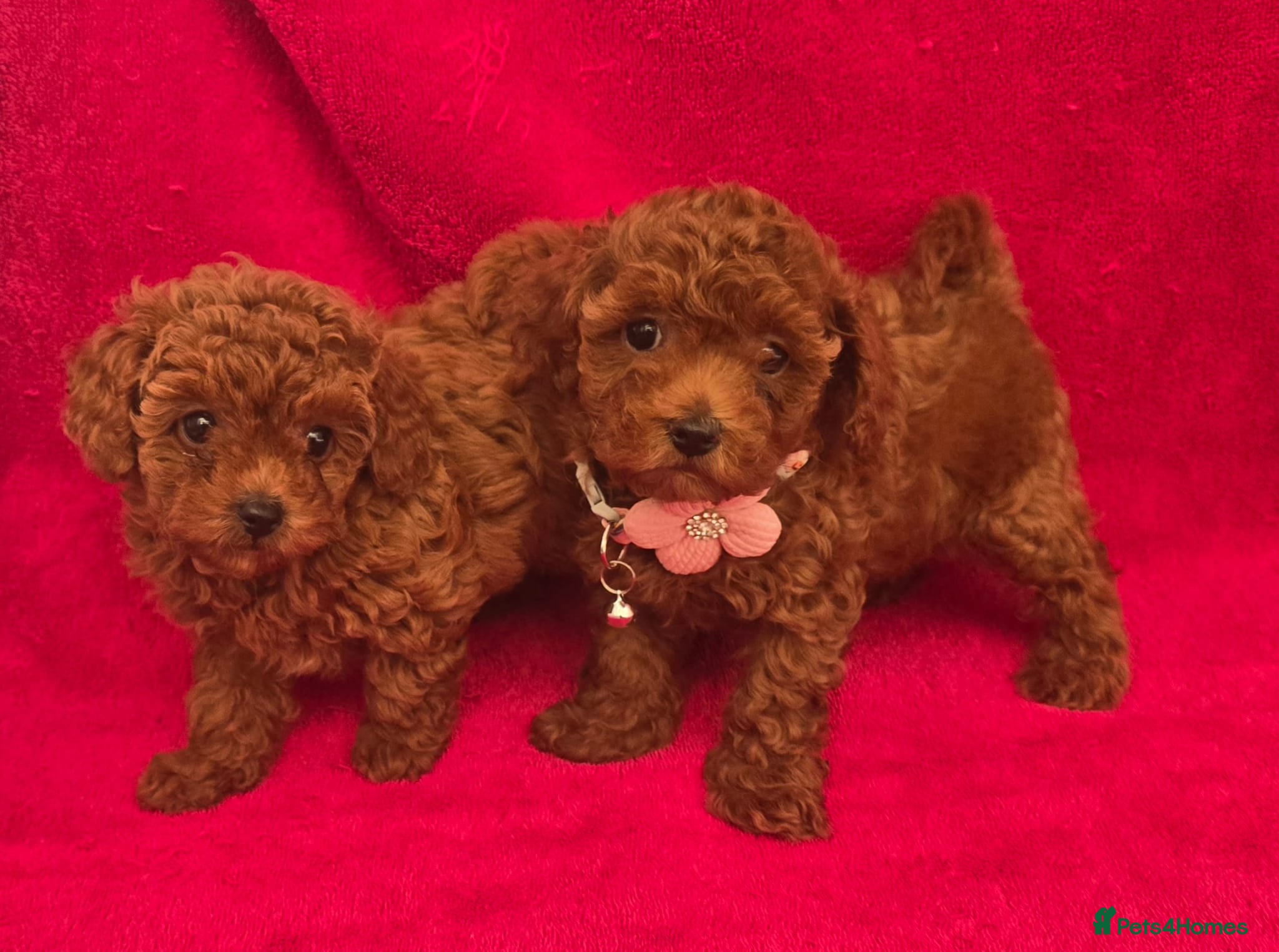 Toy Poodle dogs  Asian Toy Poodles (both parents Asian) For sale - Advert 1